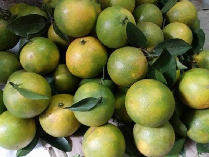Cây cam xoàn, cây CAM XOÀN ghép, cây giống to khỏe nguyên bầu, năng suất cao, chất lượng tốt, cam kết cây giống