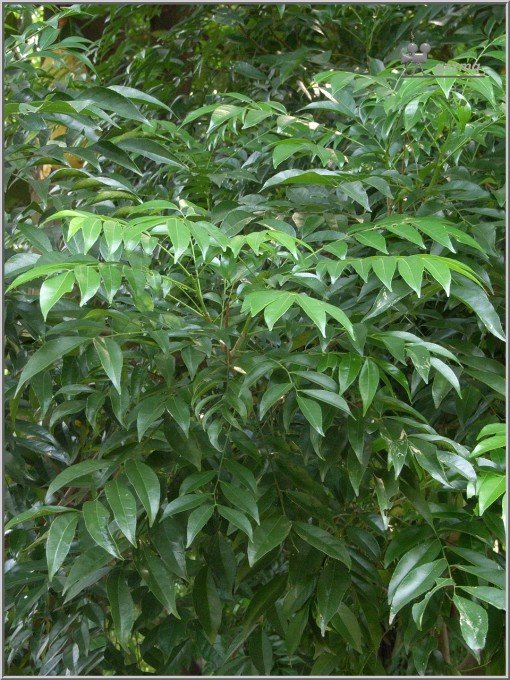 Cây mắc mật giống, cao khoảng 70cm