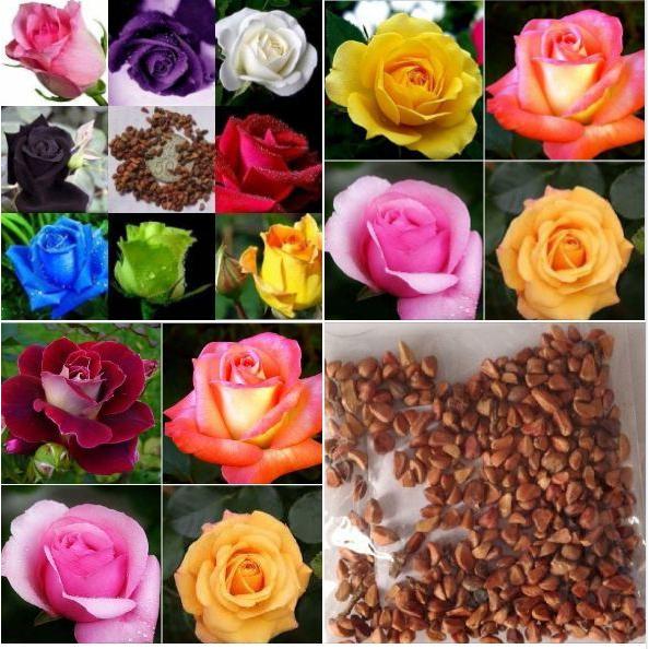 Hạt Giống Hoa Hồng Hà Lan Nhiều Màu -