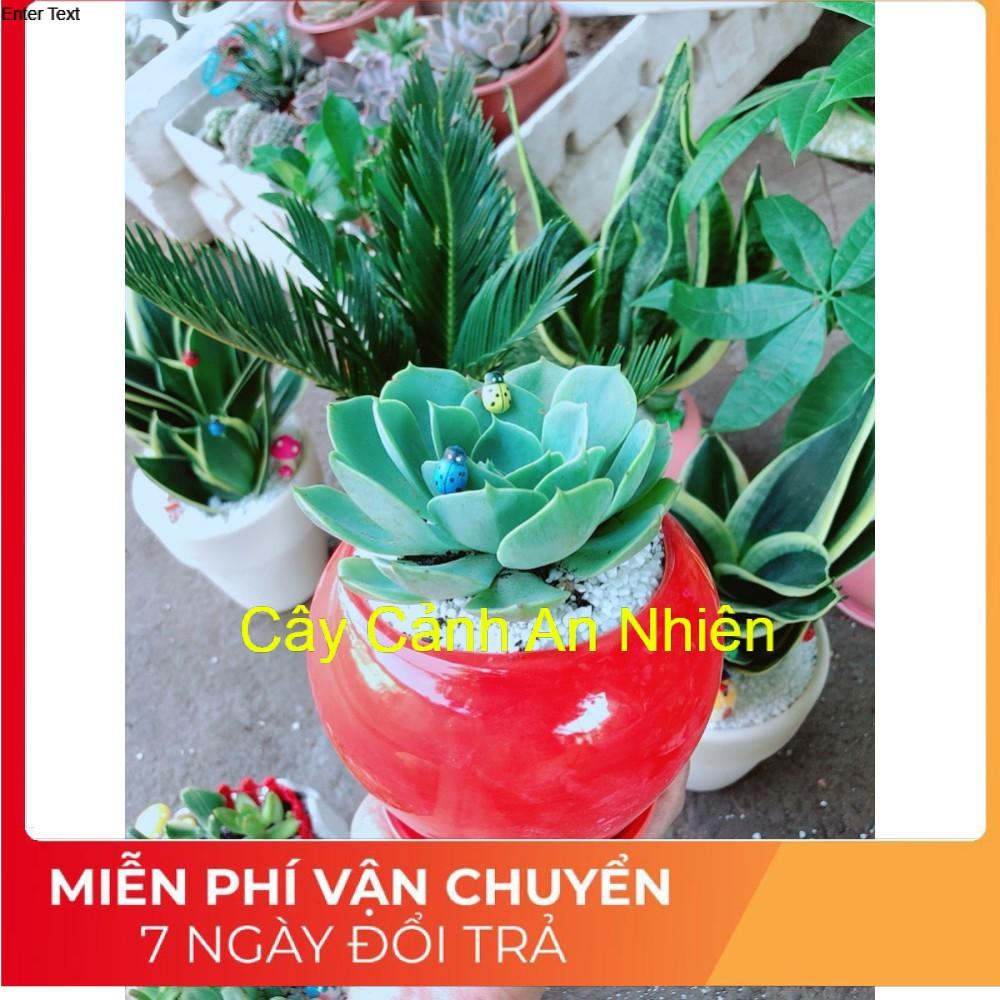 Chậu sen đá xanh đất