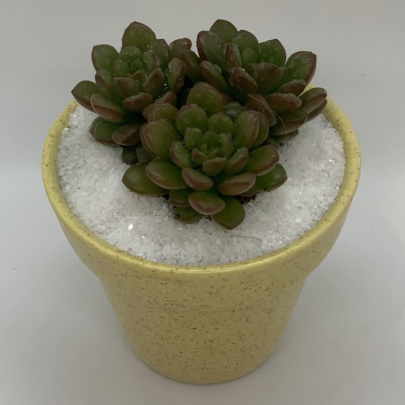 Bộ 2 Cây Mini Để Bàn - 7x7x15 cm - Sen Đá Ruby Đỏ &amp; Sen Đá Tim Lá Dài &amp; Chậu Trồng Cây Gốm Sứ Bát Tràng - Dáng Trôn Ốc