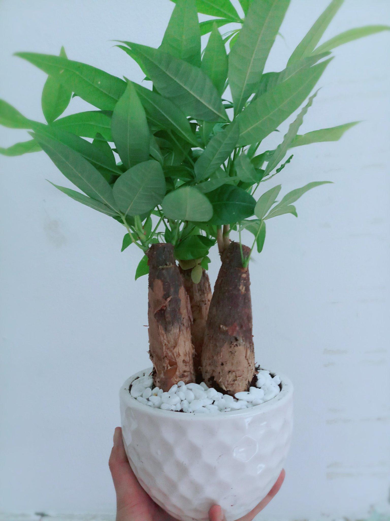 Chậu Cây Kim Ngân