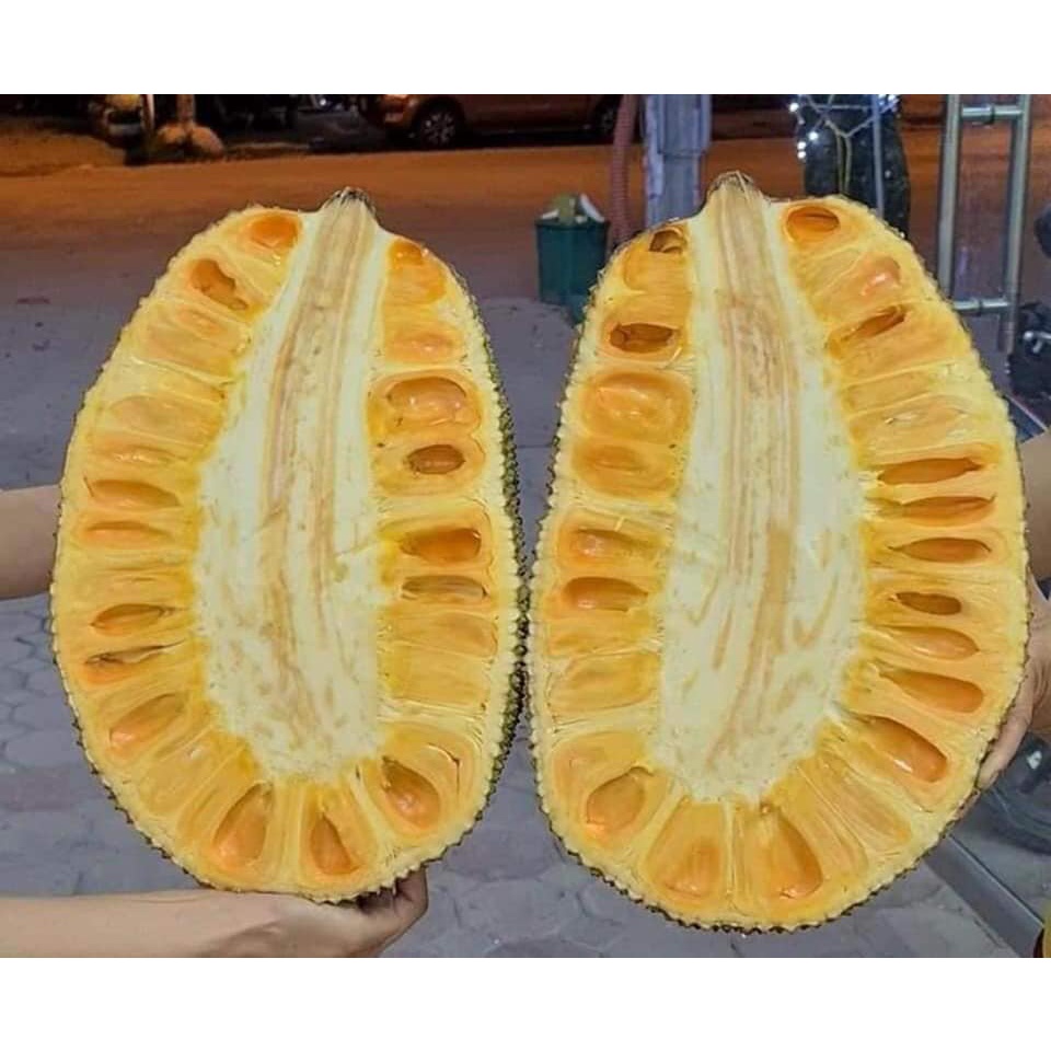 CÂY GIỐNG MÍT DAI MẬT ỐNG