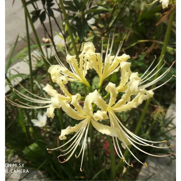 Củ giống hoa bỉ ngạn vàng