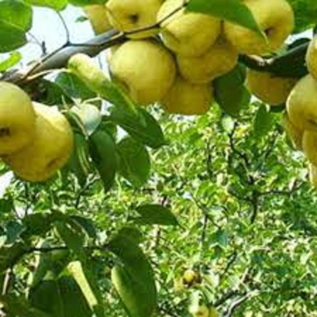 CÂY GIỐNG LÊ VÀNG SIÊU TRÁI.