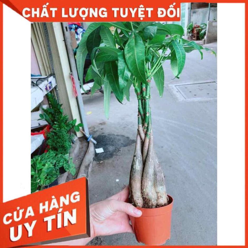 Kim ngân thắt bím 5 thân Nhiều Người Mua