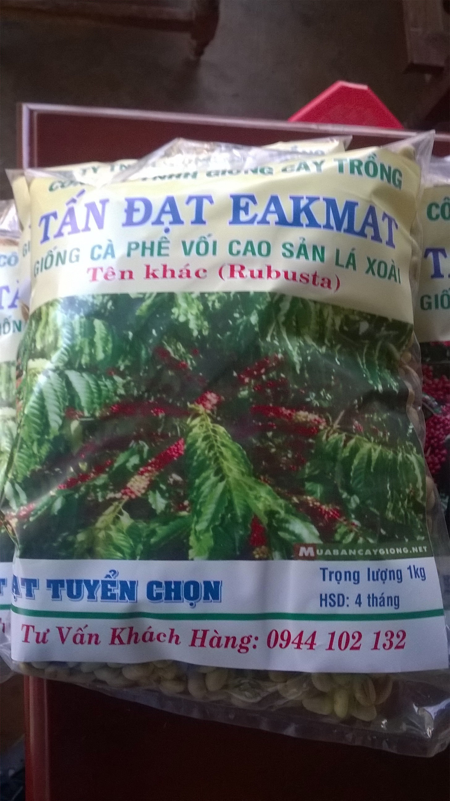 1 KG HẠT GIỐNG CÀ PHÊ HỮU THIÊN LÁ XOÀI [ CÀ PHÊ VỐI LÁ XOÀI CAO SẢN ] HẠT TUYỂN CHỌN BAO NẢY MẦM.