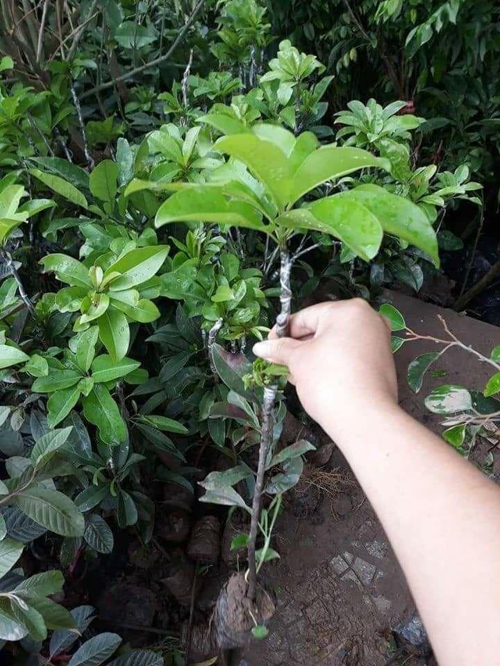 CÂY GIỐNG SAPOCHE CHIẾT GHÉP CHUẨN GIỐNG