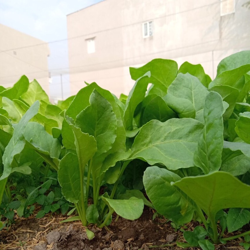 Hạt giống cải bó xôi chịu nhiệt Turkana gói 5gr - DỄ TRỒNG