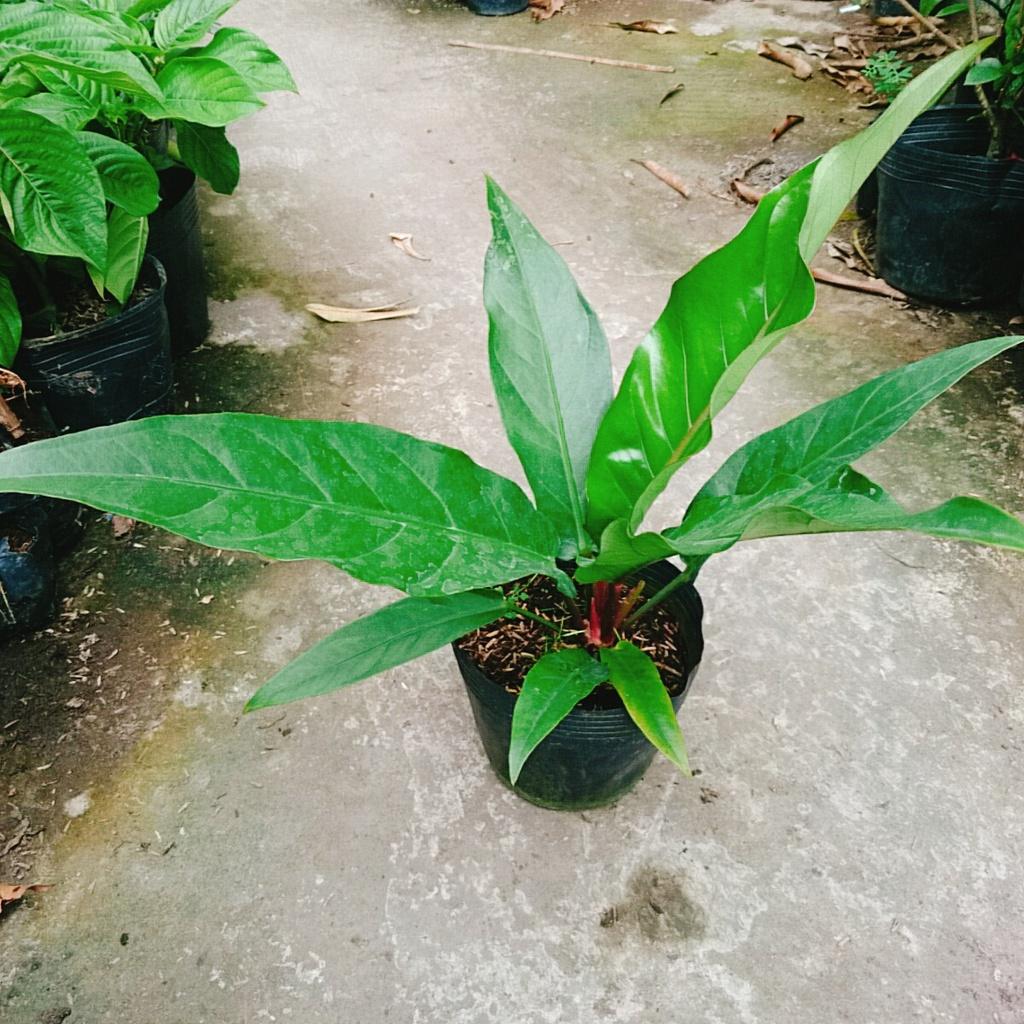 Cây Trầu Bà Đế Vương Ý - cây cảnh để bàn