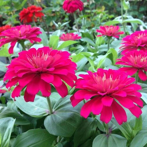 Mai Vàng Đại Lộc Bonsai 24 Cánh Đang Nụ