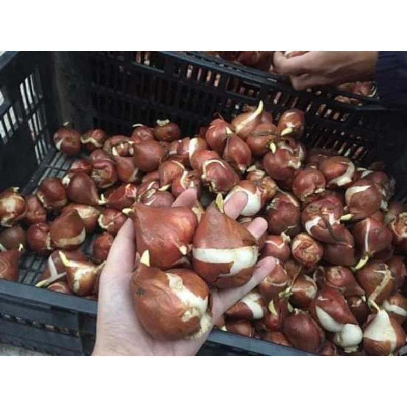 Combo 50Củ Tulip đơn