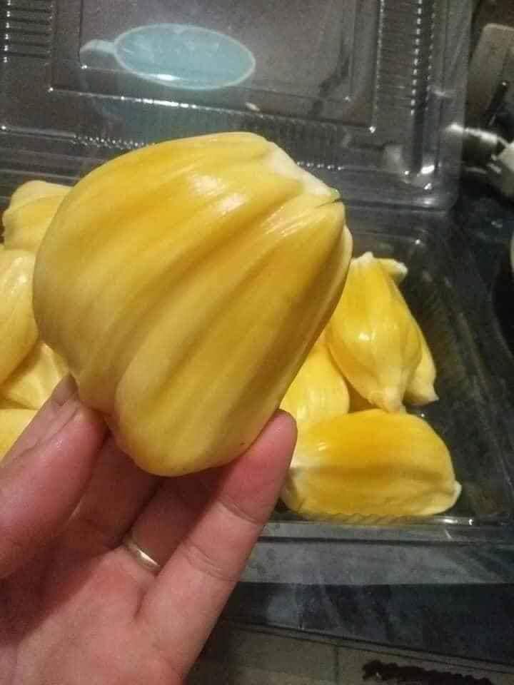 CÂY GIỐNG MÍT TA