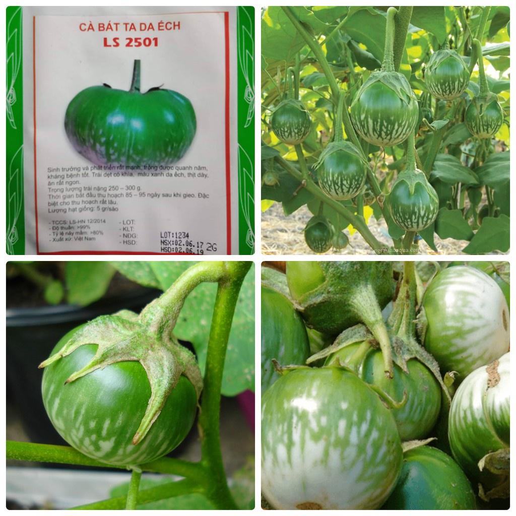 Hạt giống Cà da ếch dể trồng f1_gói 2gram-tặng kèm gói phân bón lót