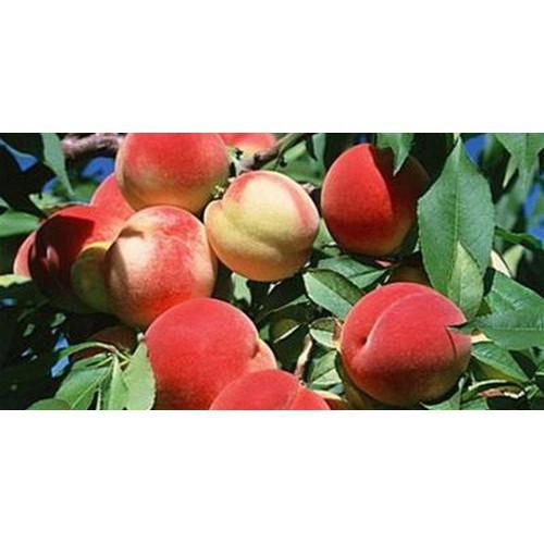 CÂY GIỐNG ĐÀO BÁT TIÊN SIÊU QUẢ SIÊU NĂNG SUẤT- CAM KÊT GIỐNG CHUẨN F1 - CGDBTSQSNF1