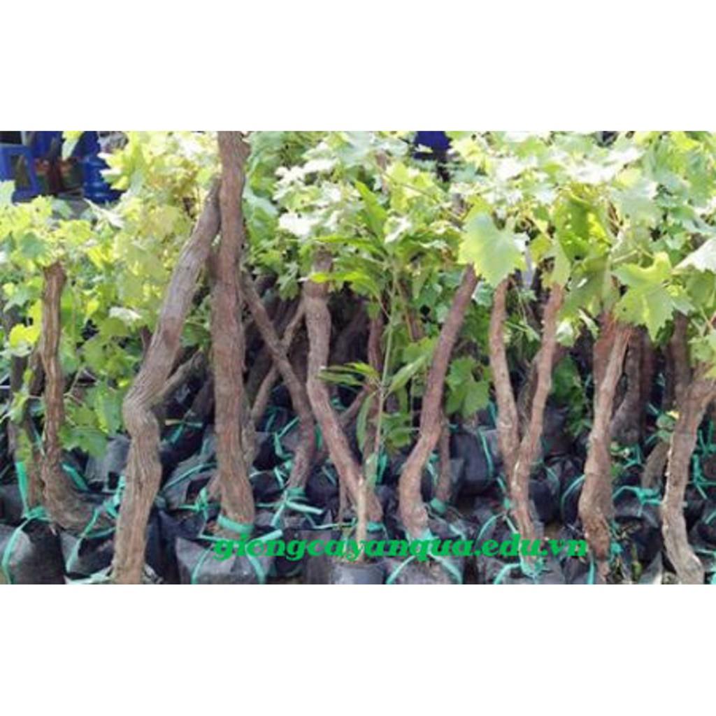 CÂY GIỐNG NHO XANH NINH THUẬN CHUẨN GỐC, SIÊU QUẢ , SIÊU NGON, SIÊU KINH TẾ, CAM KẾT GIỐNG CHUẨN F1