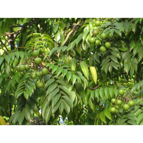 Cây sấu giống