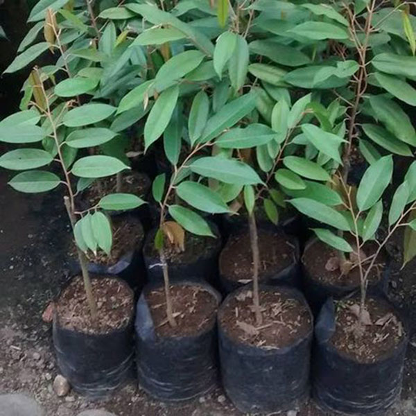 Cây Giống Sầu Riêng Ri6 Da Xanh Cơm Vàng Hạt Lép