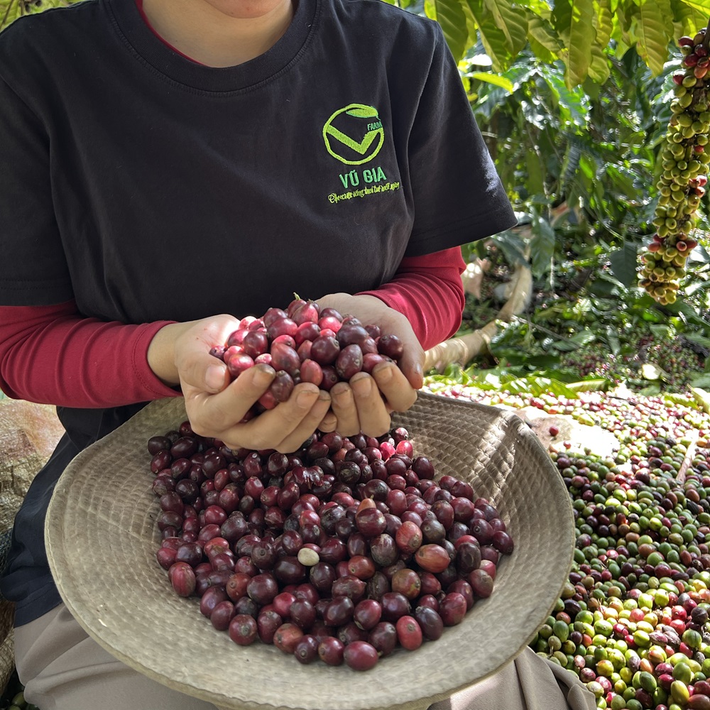 Cà Phê Culi Thượng Hạng Rang Mộc Nguyên Chất Vũ Gia (200g/ hũ)