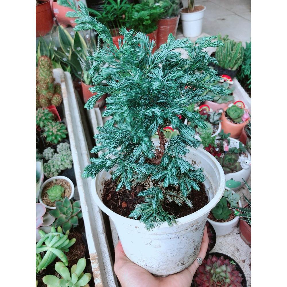 Cây Tùng Bạc Hay Tuyết Tùng