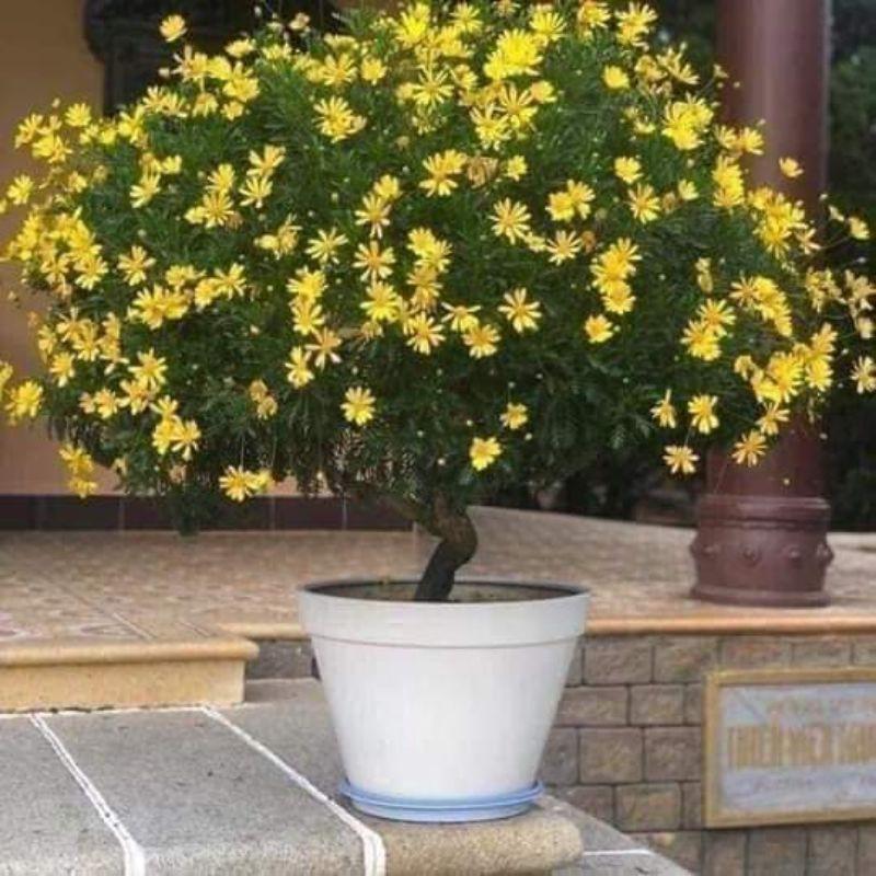 500 HẠT GIỐNG CÚC THÂN GỖ