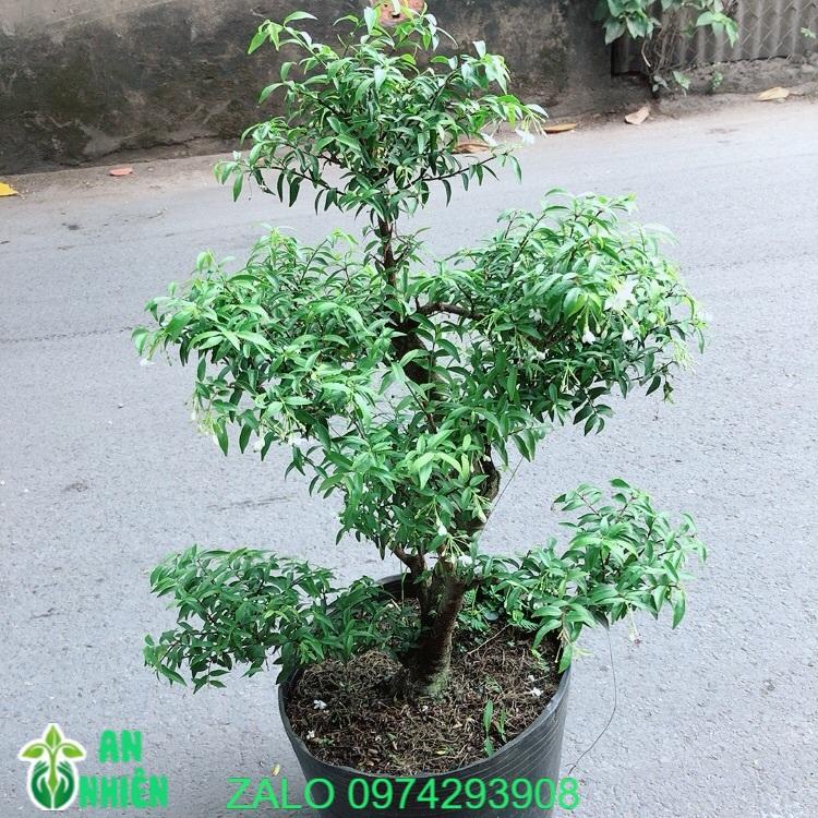 Mai Chiếu Thuỷ Size Đại