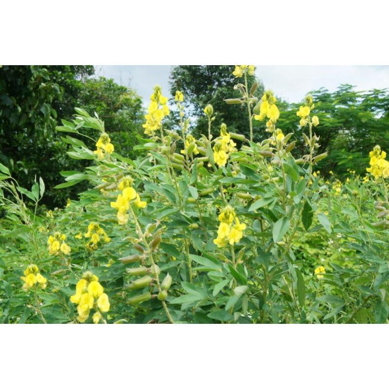 500 gram hạt muồng vàng nhỏ
