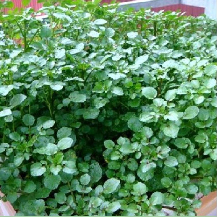 Hạt giống rau xà lách xoong mỹ