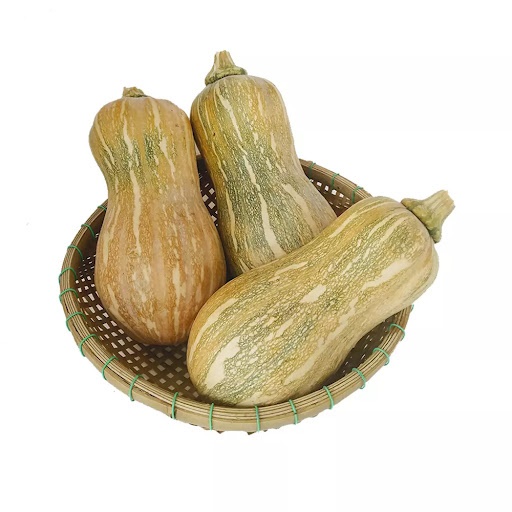 Hạt Giống Bí Hồ Lô TN 6 Gói 2gr, Hạt Giống Bí Rợ, Bí Đỏ, Bí Ngô