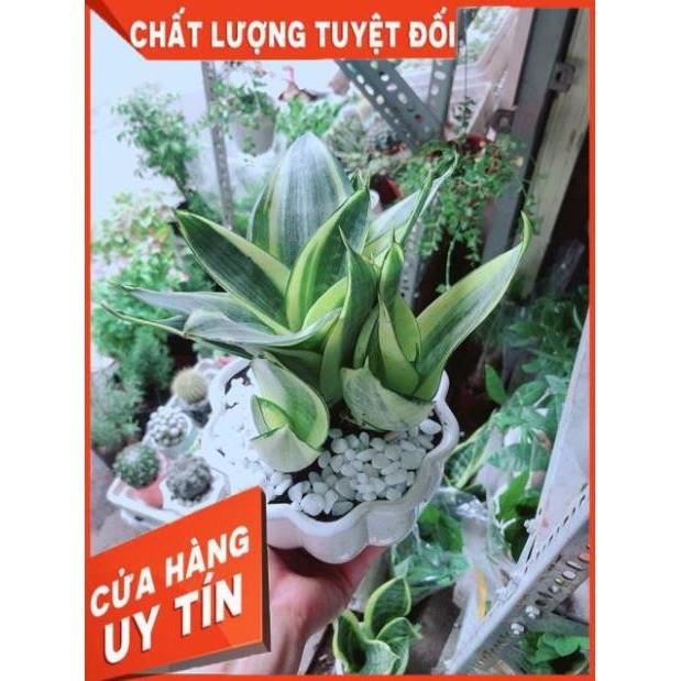 Chậu Lưỡi Hổ Thái Vàng