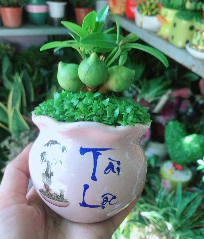 Chậu Cây May Mắn Tài Lộc