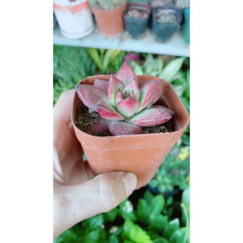 Sen Đá Đế Vương Đỏ