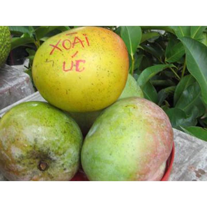 Cây giống soài úc