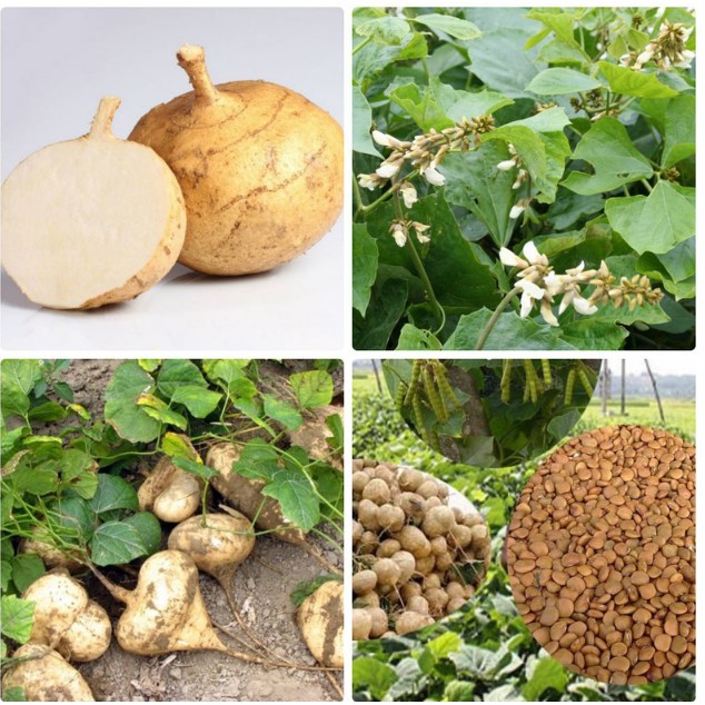 Hạt Giống Củ Đậu Cao Sản - Gói 5Gr