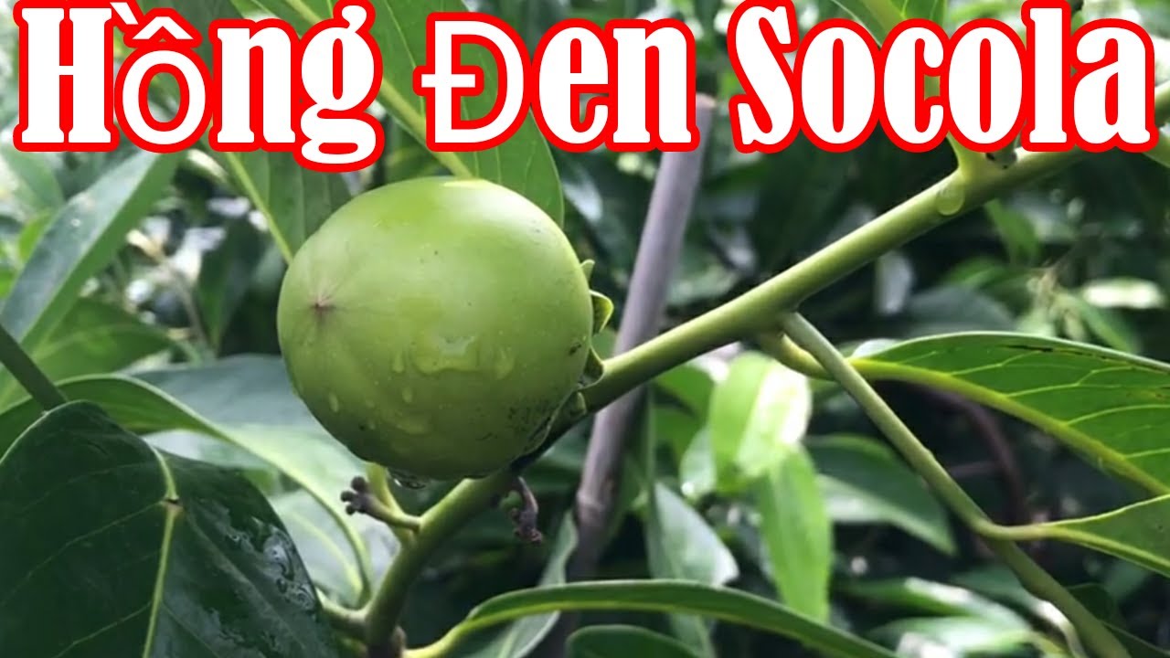 CÂY GIỐNG HỒNG ĐEN SOCOLA CHO TRÁI SIÊU SỚM