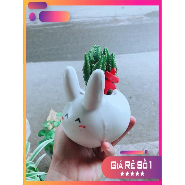 Chậu Xương Rồng Thanh Sơn Thỏ Trắng