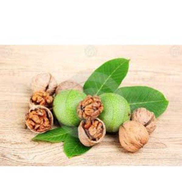 Cây giống óc chó nhập mỹ