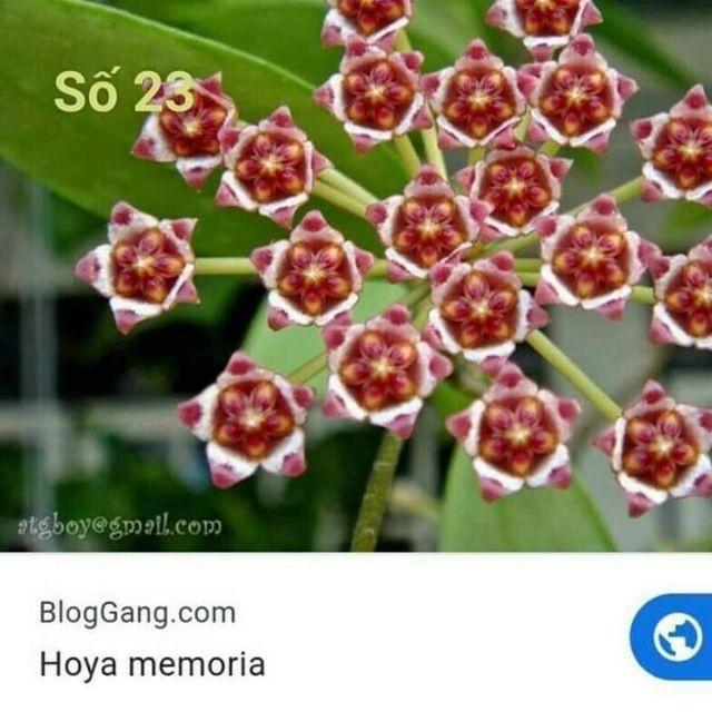 Lan Cẩm Cù Đủ Màu