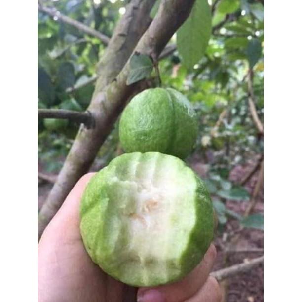 Sản phẩm Ổi Găng Đông Dư