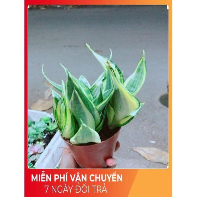 Lưỡi Hổ Thái Vàng