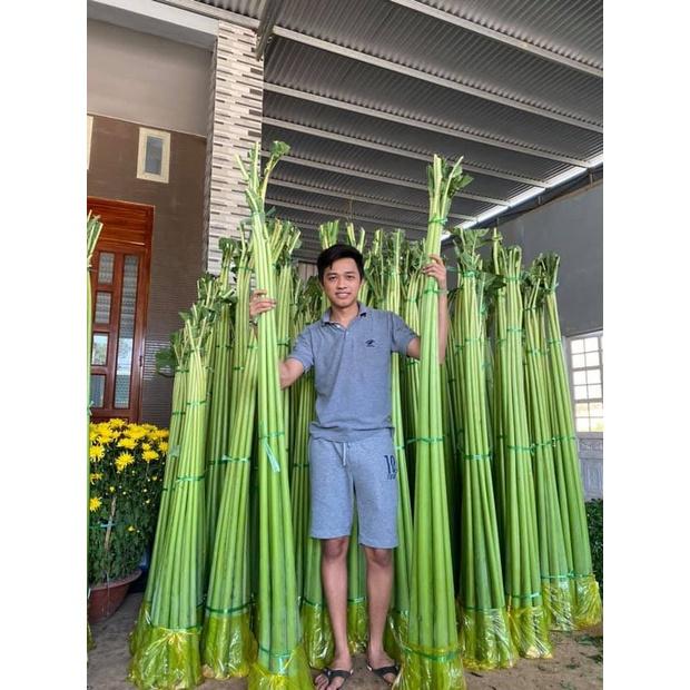 1kg Dọc mùng tươi sạch nấu canh chua, cây nhà trồng