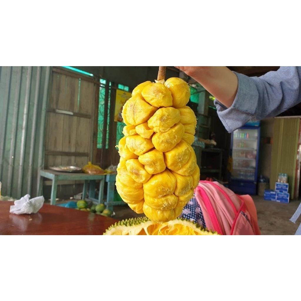 Cây giống Mít Tố Nữ ghép