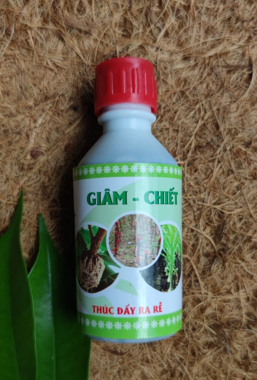 Siêu ra rễ chuyên dùng Giâm- Chiết cây (lọ 50ml) hạn chế thối rễ, vàng lá