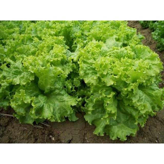 Set 5 gói xà lách xoăn xanh cao sản 5gr/ gói
