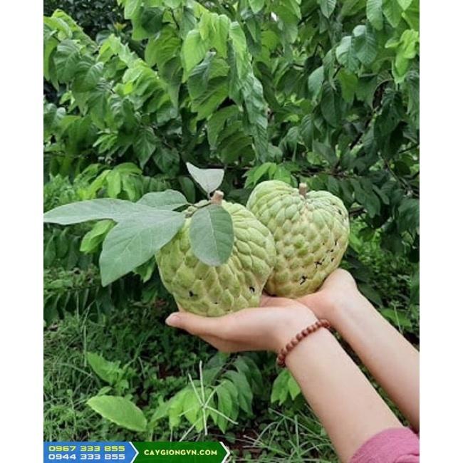 Cây giống na Thái Lan  có khả năng sinh trưởng và phát triển tốt