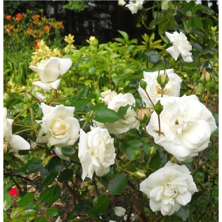 Hạt giống hoa hồng trắng/Gói 20 hạt-tặng kèm gói kích mầm