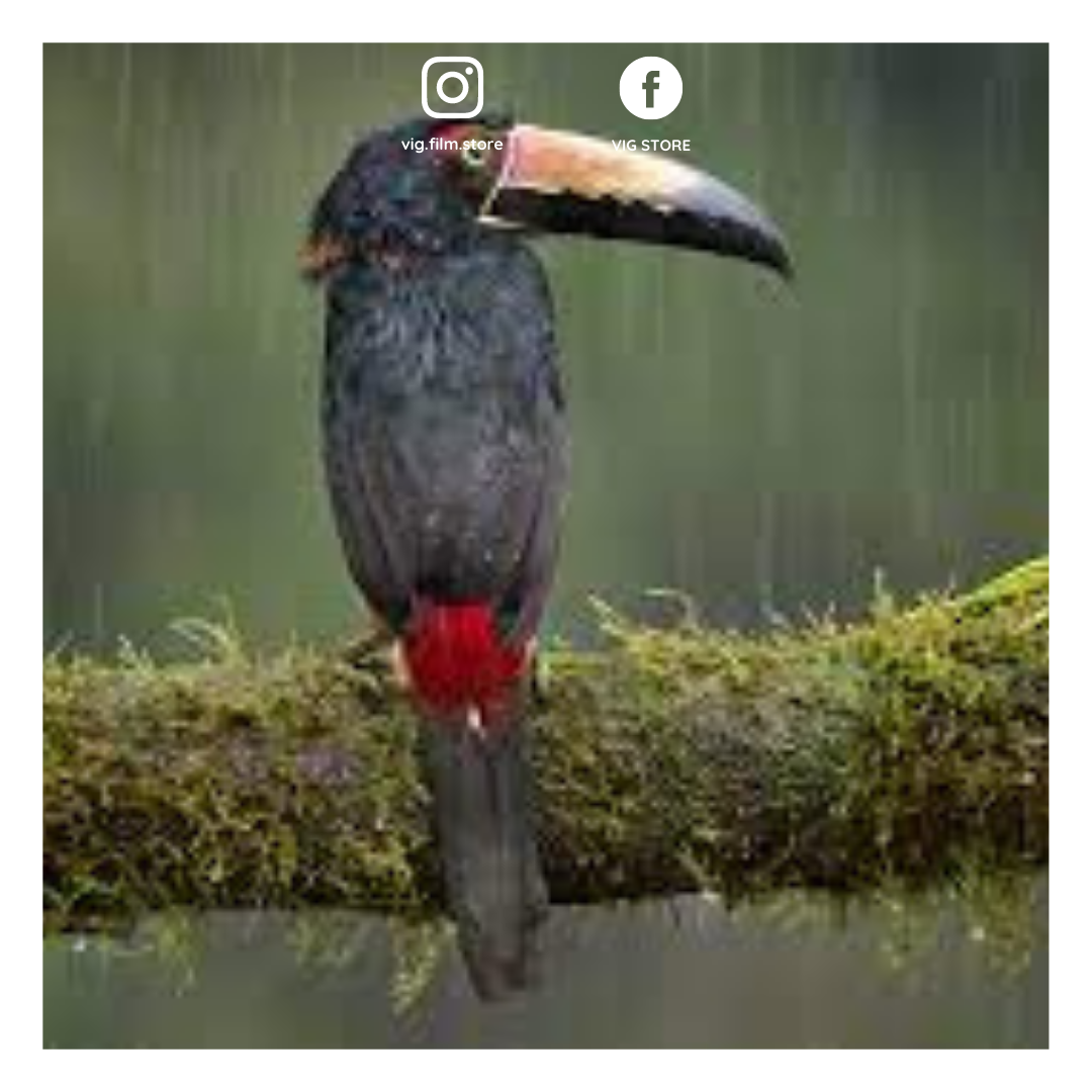 Máy ảnh auto focus
