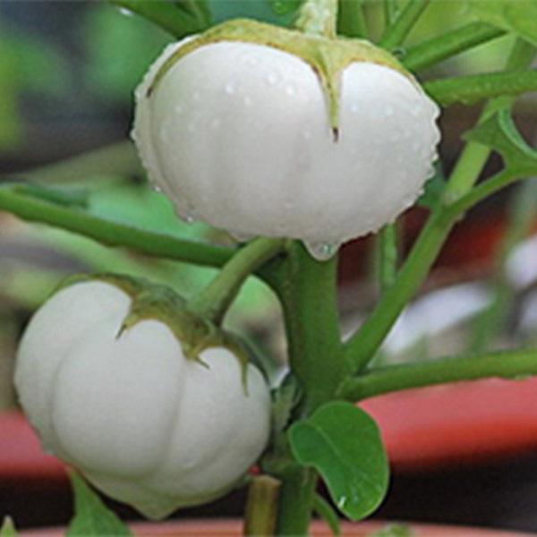 Hạt Giống Cà Bát Trắng Cao Sản -