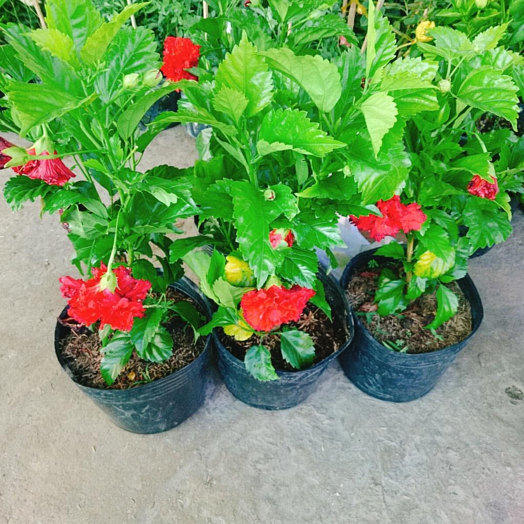 Cây Hoa Dâm Bụt cánh kép  - cây cảnh trong nhà + tặng phân bón cho cây mau lớn