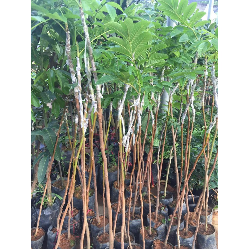 Cây TRÁM TRẮNG ghép, cây giống to khỏe, siêu lợi nhuận kinh tế